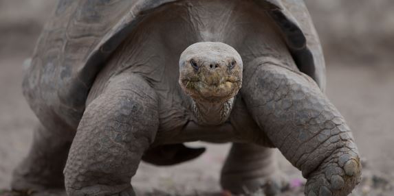 Charting the Galápagos Islands