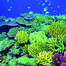 Snorkeling in the Coral Gardens