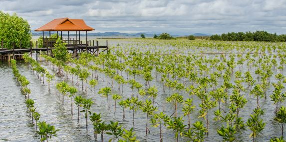 Coastal Conservation in Southern Thailand